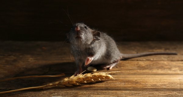 Как выбрать отпугиватель мышей? Помощь в выборе и полезные советы