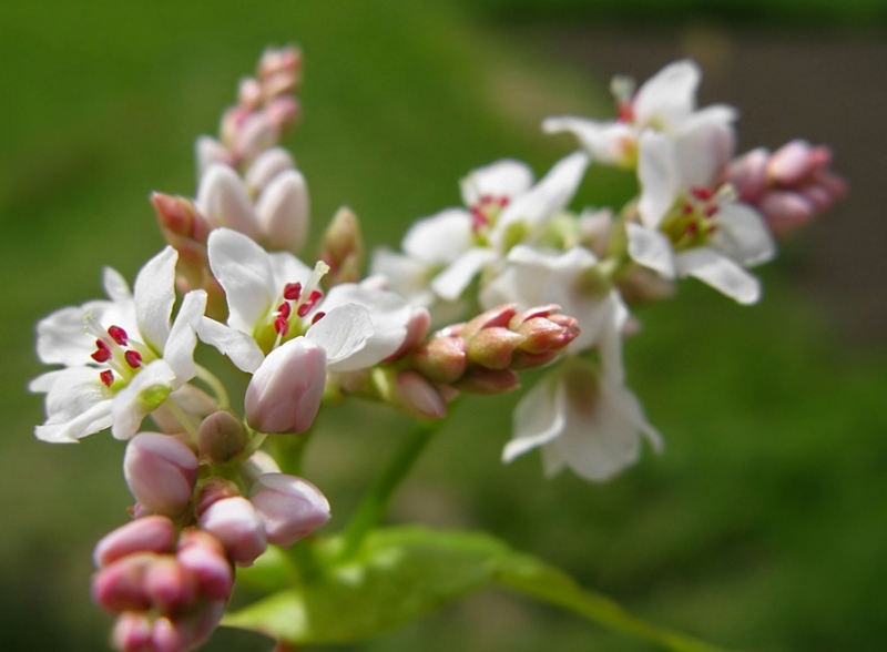 Фото гречихи