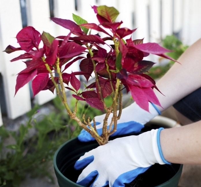 Как правильно сделать подкормку рождественскому цветку, антуриуму и пеларгонии