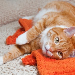 Состав корма для кошек