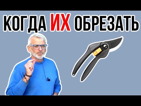Признаки того, что ваше дерево нуждается в обрезке