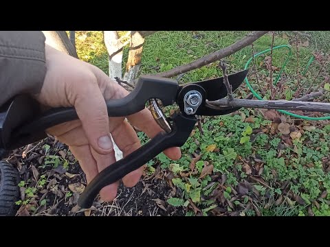 Процесс обрезки деревьев зимой