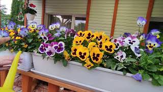 Как поливать горшки на террасе