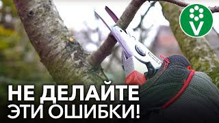 5 советов по обрезке летних деревьев