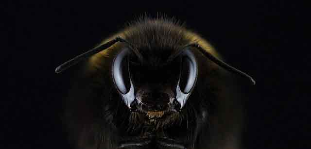 Они не придут. Пчелы и осы ненавидят этот запах