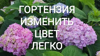 Как заставить ваши гортензии изменить цвет