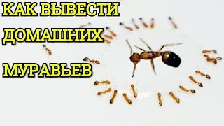 Муравьи в доме? Как я могу избавиться от них? Представляем 7 проверенных способов