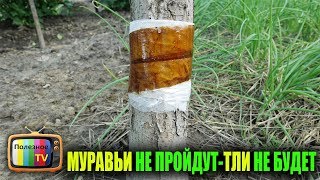 Муравьи и тля – враги или друзья?