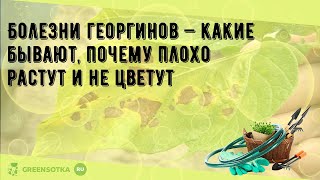 Почему не цветут георгины? Ошибки выращивания