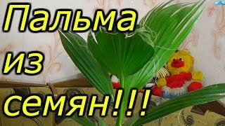 Как вырастить пальмы в саду?