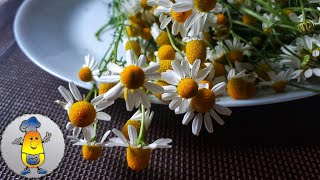 Чай из ромашки — свойства, применение, рецепты