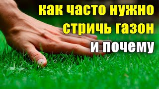 Как поливать газон?