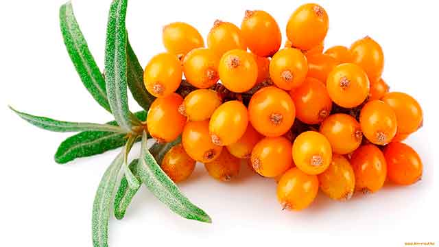 Почему стоит есть облепиху?