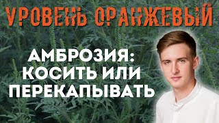 Как справиться с сезоном амброзии