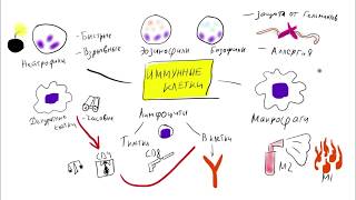 Иммунная система – эмоции, которые ее ослабляют