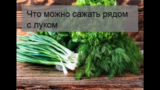 Что посадить рядом с луком? Список растений