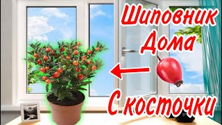 Луковицы тюльпанов: посадка за 5 шагов