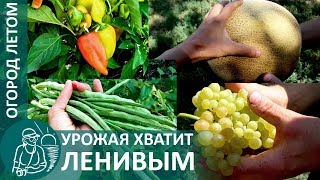 Овощи позднего урожая. Что выращивать, когда сеять и собирать урожай?