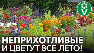 Лучшие цветы для осенней клумбы