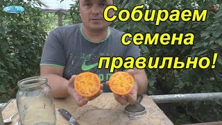 Как собрать семена помидор?