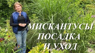Выращивание мискантуса в саду