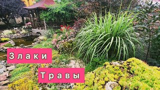 Декоративные травы осенью и зимой