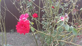 Посадка роз: как, где и когда? | Практические советы