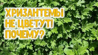 Что делать, если хризантема плохо цветет?