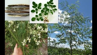 Семена моринги — способствуют ли они процессу похудения?