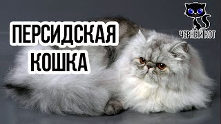 Виды персидских кошек