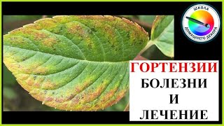 Почему болеет гортензия?