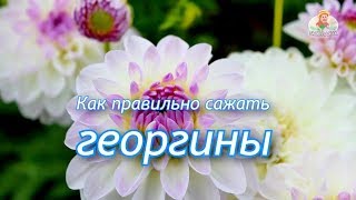 Какие георгины посадить в саду?