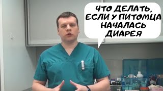 3 средства от расстройства желудка у собак