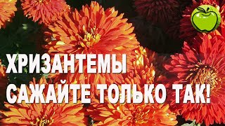 Что посадить рядом с хризантемами?