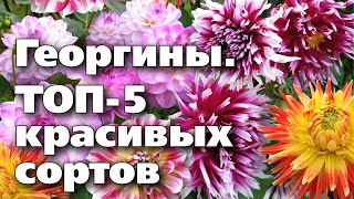 Одиночные георгины – выращивание и самые красивые сорта