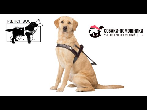 Собаки-помощники: больше, чем просто верный друг