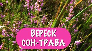 Вереск — целебные свойства, действие и применение