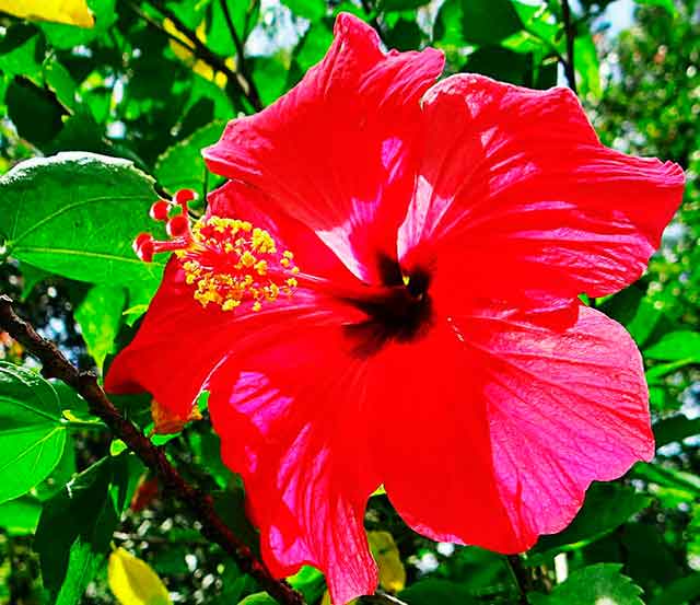 Кайенский цветок для волос — есть ли у него польза?