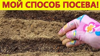 Как и когда сеять семена однолетников?