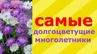 Долгоцветущие многолетние садовые цветы