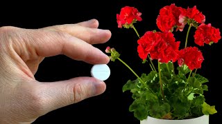 Аспирин для растений | Это действительно работает?