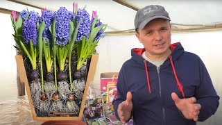 Посадка цветочных луковиц в траву