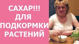 Как использовать сахар в саду?