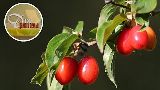 Плодовые кустарники – самые популярные виды для выращивания в саду