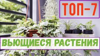 Вьющиеся растения в домашних условиях: самые популярные вьющиеся растения для квартиры