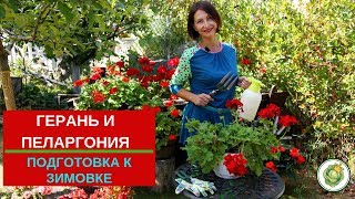 Зимовка пеларгоний | Когда спрятаться? Как сохранить его до следующего сезона?