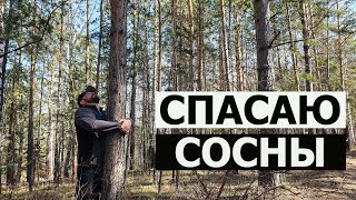 Уборка сосен – шаг за шагом