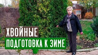 Уход за хвойными осенью: что делать перед зимой?