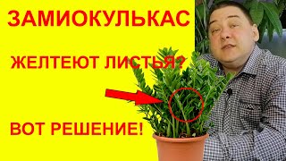 Почему у замиокулькаса желтеют листья? Ошибки выращивания