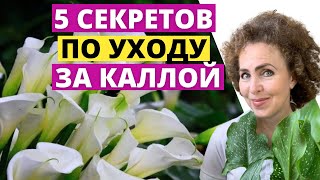 Зантедеския в горшке | Как вырастить каллу, каллу в горшке?